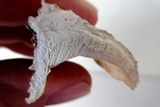 Trametes pubescens image