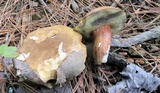 Imleria badia image