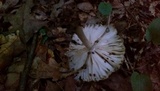 Megacollybia rodmanii image