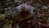 Megacollybia rodmanii image