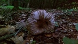 Megacollybia rodmanii image
