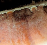 Gloeoporus dichrous image