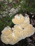 Inonotus dryadeus image