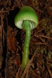 Gliophorus viridis image