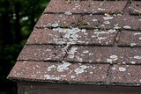 Physcia phaea image