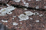 Physcia phaea image