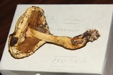 Boletellus singerii image