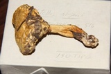 Boletellus singerii image