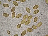 Boletellus singerii image