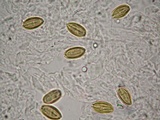 Boletellus singerii image