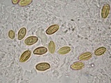 Boletellus singerii image