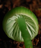 Gliophorus viridis image