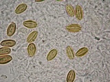 Boletellus singerii image