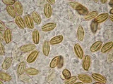 Boletellus singerii image