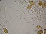 Boletellus singerii image
