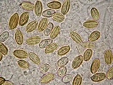 Boletellus singerii image