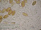 Boletellus singerii image