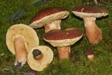 Xanthoconium purpureum image