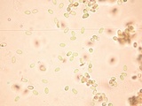 Lysurus pakistanicus image