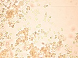 Lysurus pakistanicus image