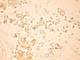 Lysurus pakistanicus image