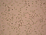 Lysurus pakistanicus image