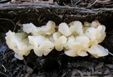 Ductifera pululahuana image