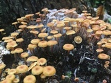 Xeromphalina kauffmanii image