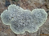 Dimelaena oreina image