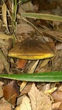 Image of Baorangia pseudocalopus