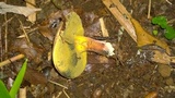 Baorangia pseudocalopus image