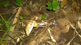Baorangia pseudocalopus image