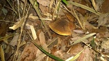 Baorangia pseudocalopus image
