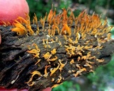Calocera cornea image