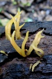 Calocera cornea image