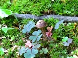 Inocybe quercina image