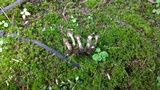 Inocybe quercina image