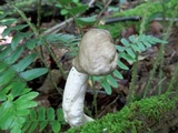 Megacollybia rodmanii image