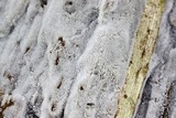 Ceratiomyxa fruticulosa var. fruticulosa image