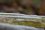 Ceratiomyxa fruticulosa var. fruticulosa image