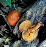 Gymnopilus liquiritiae image