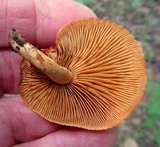 Gymnopilus liquiritiae image