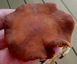 Gymnopilus liquiritiae image