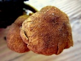 Pholiota granulosa image