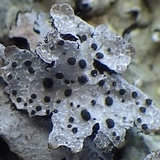 Abrothallus parmeliarum image