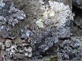 Abrothallus parmeliarum image