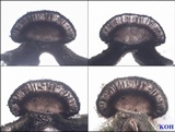 Abrothallus parmeliarum image