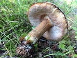 Tylopilus ferrugineus image