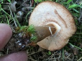 Tylopilus ferrugineus image