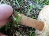 Tylopilus ferrugineus image